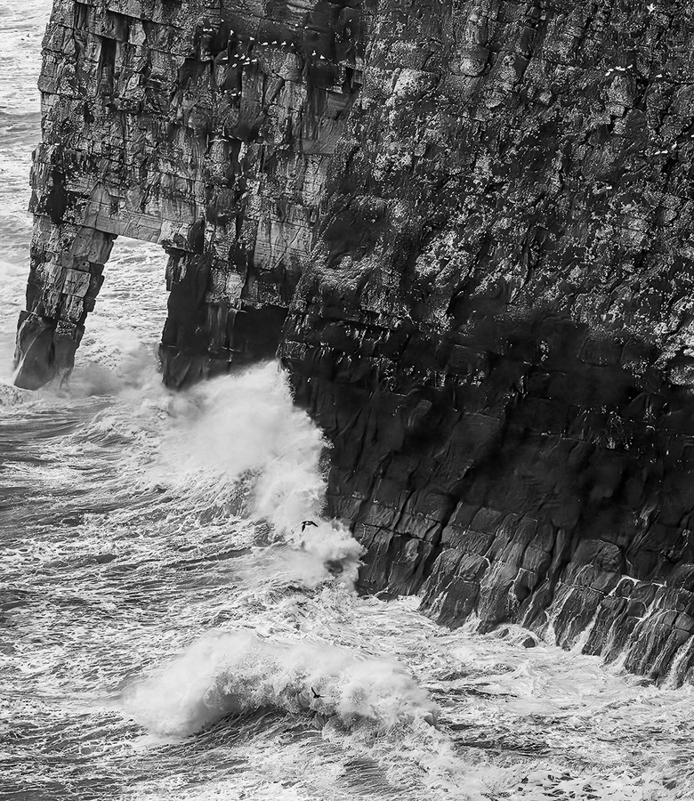 Bempton Cliffs - Steve Bird